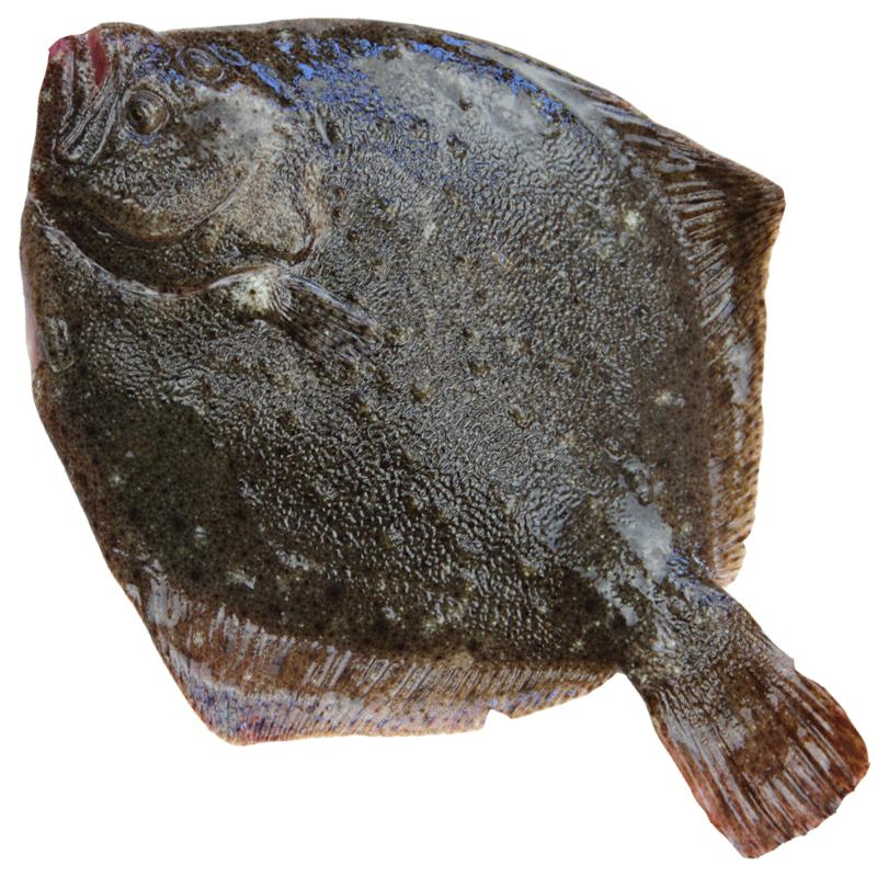 多宝鱼