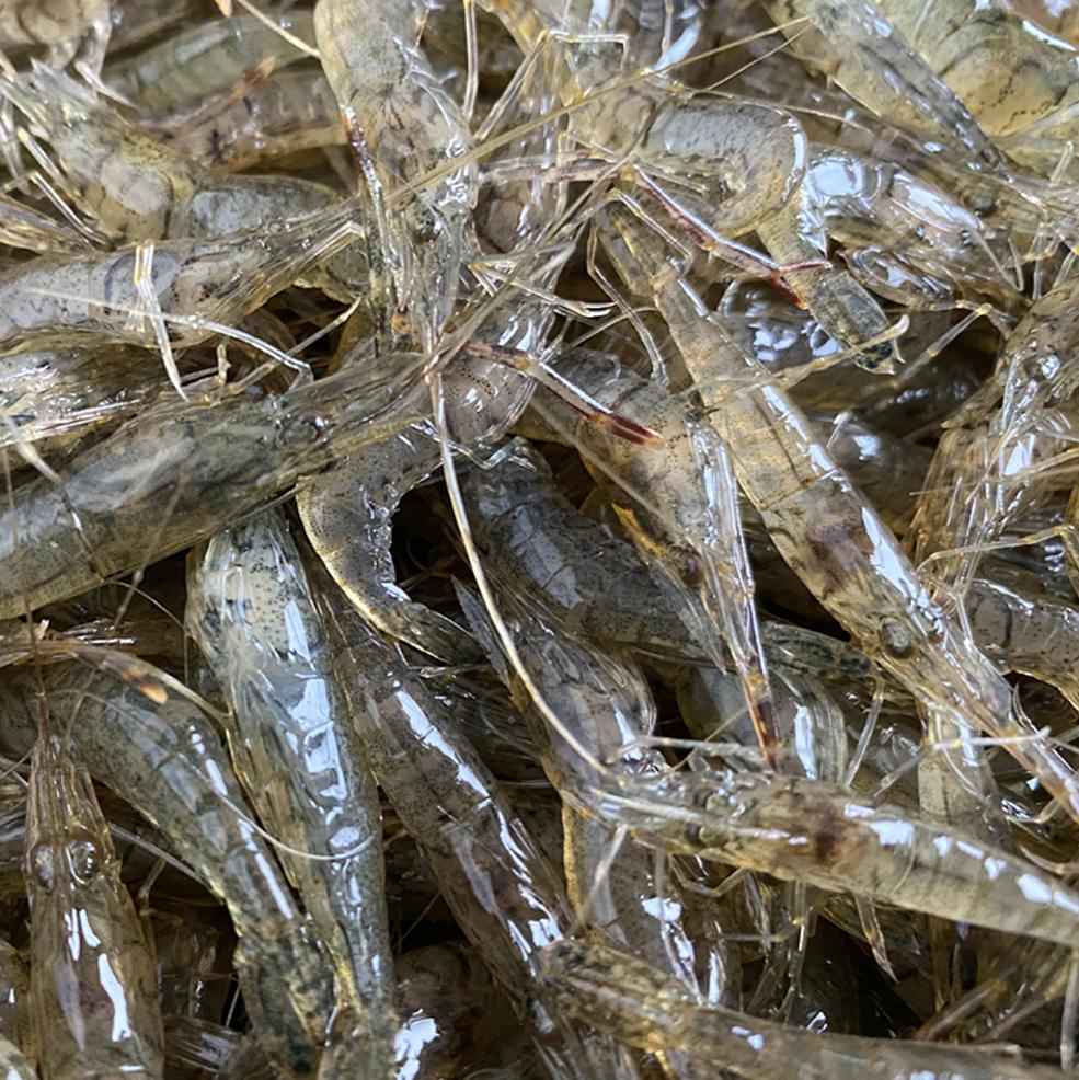 青虾