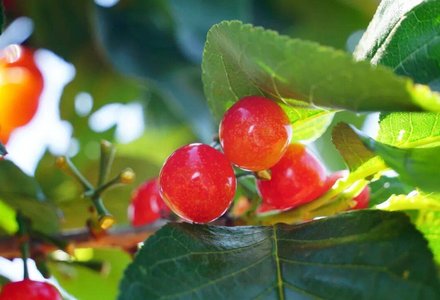 痛风患者水果红绿灯：樱桃柠檬是天然降酸药？这类水果千万别碰！