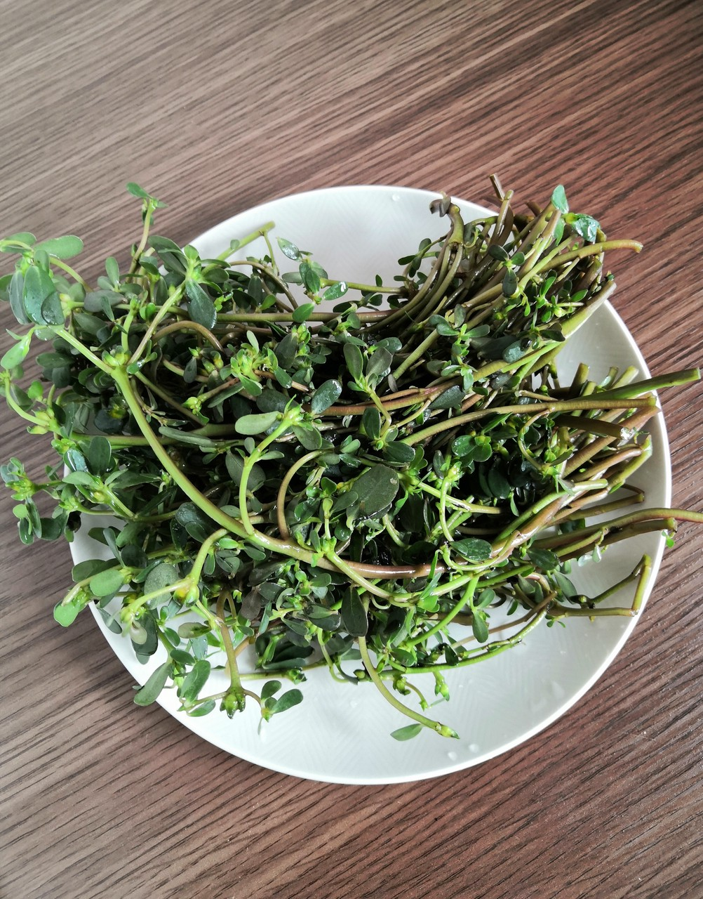 马齿苋